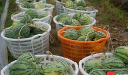 最有料官网 51热心的朝阳区群众今日吃瓜,51热心今日瓜田，吃瓜群众纷纷围观